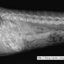 열린24시동물병원 이미지