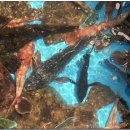 한양횟집 이미지