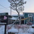 무궁화농원 | 추사김정희고택앞나라꽃무궁화농원설경 2026년2월2일 김기숙이사장