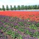 홋카이도의 후라노 비에이의 꽃잔치 이미지
