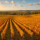 황금의 언덕 부르고뉴 와인 | 프랑스 와인 로드 여행 : 가을에 떠나는 보르도 &amp; 부르고뉴 와인 여정 완벽 가이드