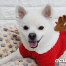 동물보호협회 동행 이미지
