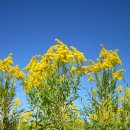 골든13(Golden13) 이미지