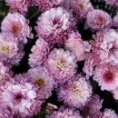 삼척해수욕장 이미지