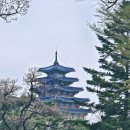 명바위농산 | 경복궁 벚꽃구경 &amp; 북촌한옥마을 &amp; 줄서서 먹는 풍년쌀농산 &amp; 루푸탑카페 파툼(FATUM)