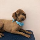 THE반하개 이미지