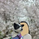 대청호오백리길 백골산성낭만길 | 2025년 대전 벚꽃명소 대청호 오백리길 강아지랑 다녀왔어요