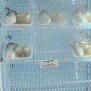 신북농협한우프라자 이미지