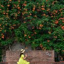남평문씨세거지능소화 포항 포토피아 카페 (25-06-29) 이미지