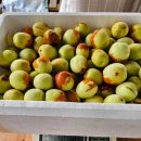 로뎀 농장 이미지