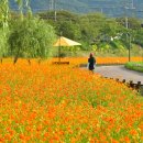 장성 꽃 화원 이미지