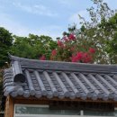그리고마을 | 대구 옻골마을 실시간 후기 | 능소화와 배롱나무, 그리고 고양이까지 만난 여름 산책 🌿