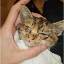 CAT 이미지