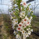 문관농장 이미지