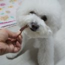 기억하개 이미지