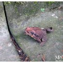 두꺼비휴게소 이미지