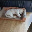 달보드레/루체레 이미지