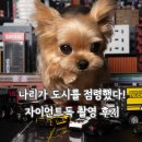 메가주에서 찍은 자이언트독 촬영 후기! 리시위스트 스튜디오 원본 공개