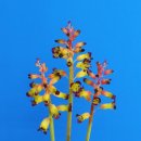 Lachenalia/나케나리아 이미지