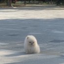 엘리시안퍼피 이미지