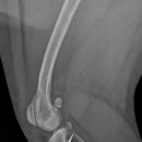 24시 라움동물의료센터 이미지