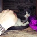 묘생역전 이미지