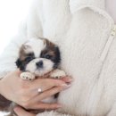 퍼피당강아지 안산본점 이미지