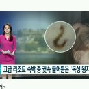 고급 리조트서 하룻밤...귓속 아파 깼더니 &#39;독성 왕지네&#39; 이미지