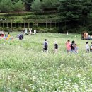 문학관 전시실 | 강원도 여행지 평창 봉평메밀꽃축제 효석문화제 달빛언덕 효석문학관 입장료 주차장 이용 팁