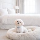 Sun ok | 제주 강아지 동반 호텔 대형견 OK 애견 동반 펜션 5곳 추천