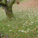 클래식기타(야) 이미지