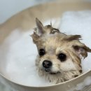 또왕또왕 Dog Salon 이미지