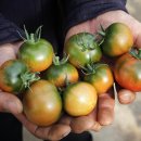 토마토 이미지
