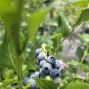 블루베리 농장체험 이미지