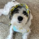 무제스시