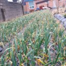 삼안농장 이미지