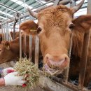 단군한우 이미지