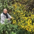 꽃차&약선차 이미지