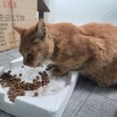 김밥나라 공항점 이미지