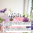 릴리앤베이스 이미지