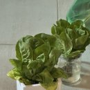 로메인 수경재배 vs 흙에 심기 10일차 비교해보기