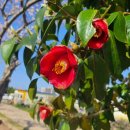 애월고등학교 이미지