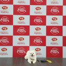 개슐랭 | [공주]하림펫푸드 해피댄스 스튜디오 더리얼 개슐랭투어 평일 투어 후기