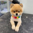 펫마트 강아지 논산점 네이버블로그