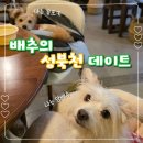 성신미싱 | 배추와 포키 성북천 데이트코스 루 오르토 애견동반식당과 투미프롬미 카페