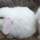 토린세스 이미지