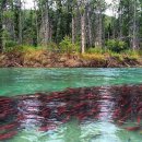 알래스카 연어 낚시 alaska salmon fishing 이미지