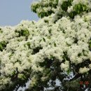 양재리이팝나무 이미지