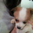 개 키우는 언니 이미지