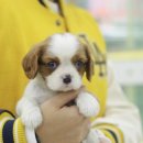 킹독 | 의정부강아지분양후기 킹찰스스파니엘분양후기 요미독의정부점